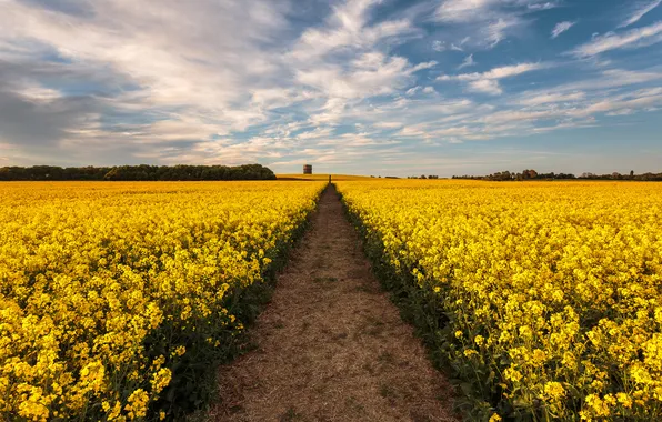 Road, field, flowers, yellow