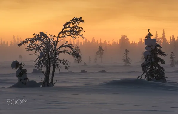 Winter, snow, forest.light