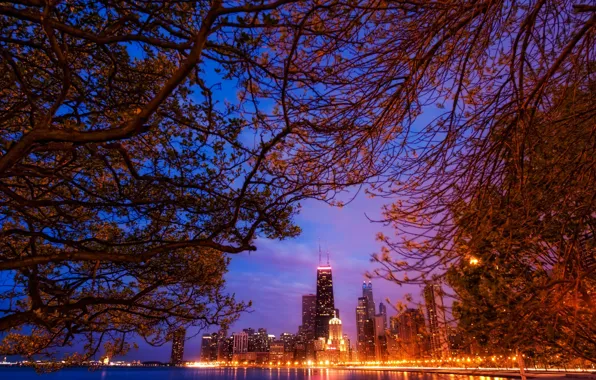 Landscape, night, branches, lights, skyscrapers, America, Chicago, Chicago