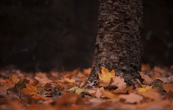 Autumn, leaves, trees