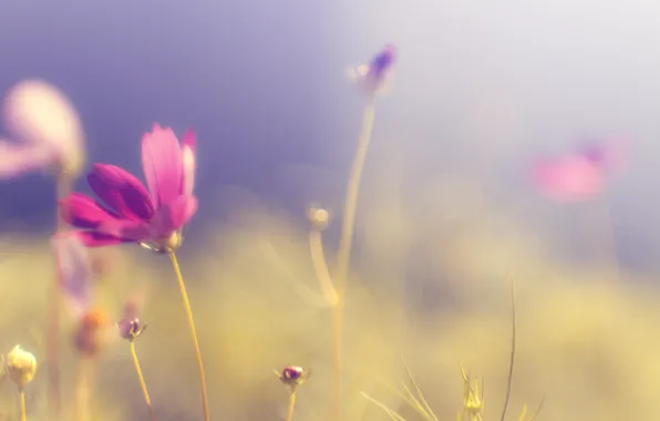 Picture field, flower, the sky, grass, color, the sun, macro, light