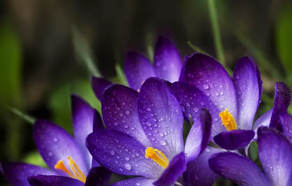 Drops, petals, Krokus, saffron