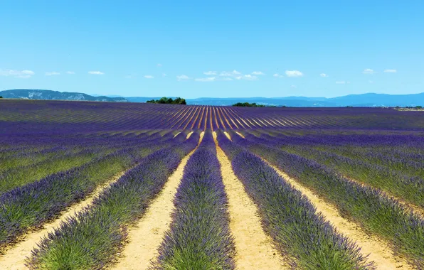 Picture field, flowers, blue, a number, lavender, plantation