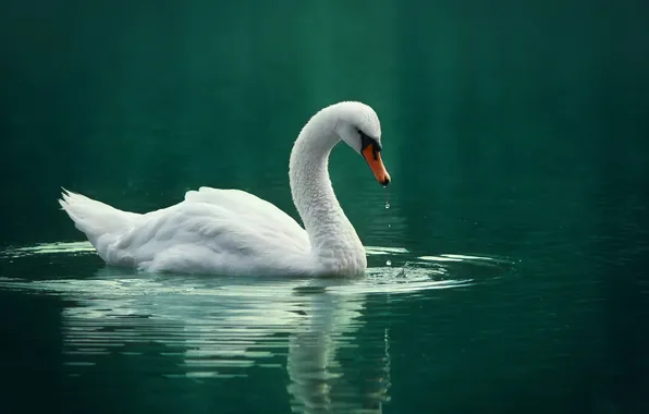 Bird, Swan, pond