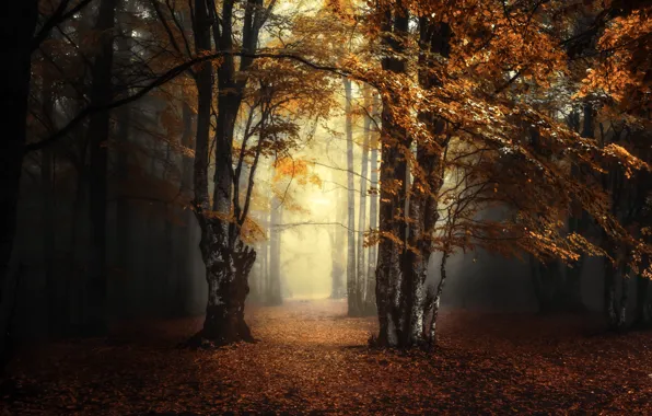Picture fog, autumn, forest