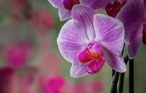 Picture macro, petals, Orchid