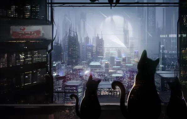 Picture cats, night, the city, Mammia