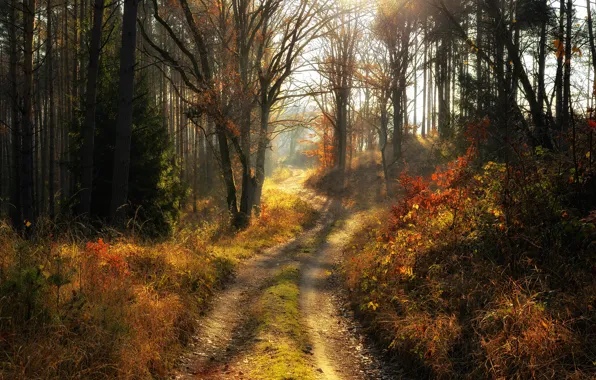 Road, forest, trees, landscape, nature, morning, Radoslaw Dranikowski