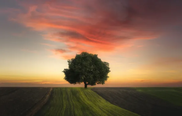 Field, the sky, clouds, light, rendering, tree, dawn, morning