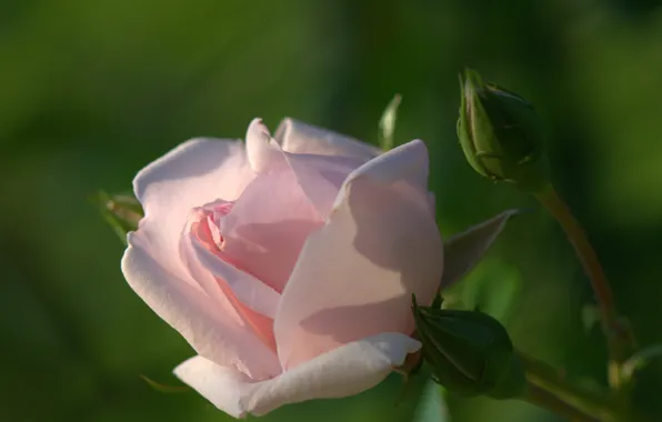 Macro, tenderness, rose, buds