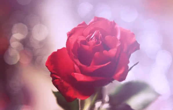 Picture flower, rose, petals, red, bokeh