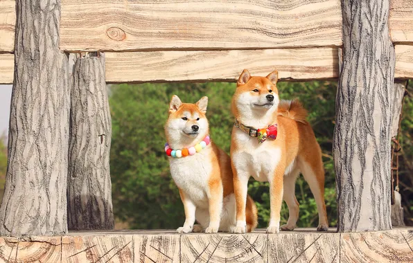 Dogs, look, branches, nature, posts, Board, the fence, dog