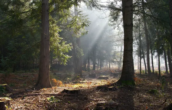 Forest, the sun, trees, stumps