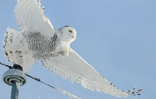Snow, owl, bird, wire, white, power lines