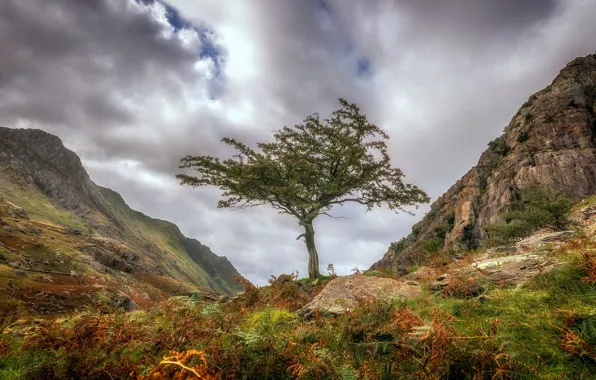 Clouds, mountains, tree, Wales, Snowdonia