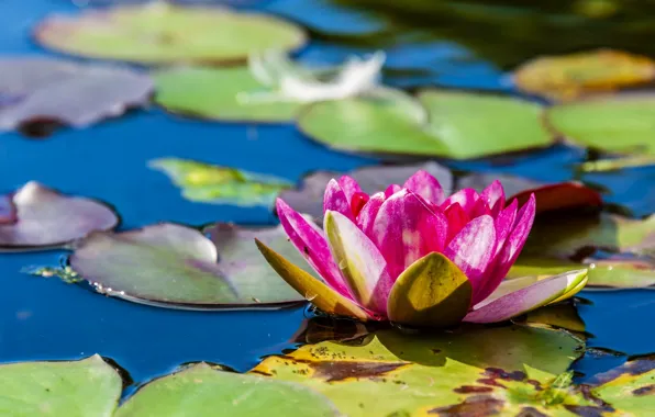 Flower, leaves, water, Water Lily