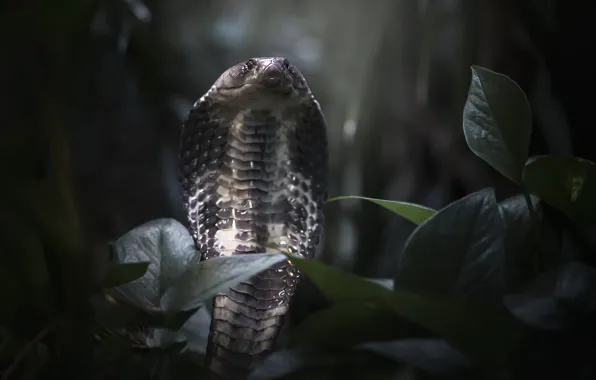 Nature, snake, Cobra