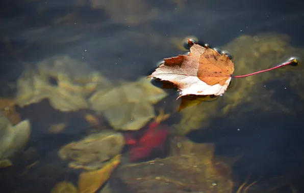 Picture autumn, water, nature, sheet