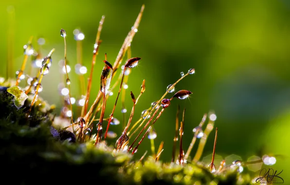 Rosa, moss, dew drops, Micropeza, dew on the grass
