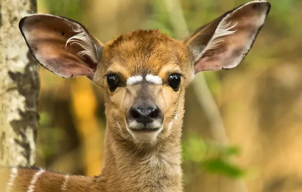Eyes, look, portrait, ears, fawn