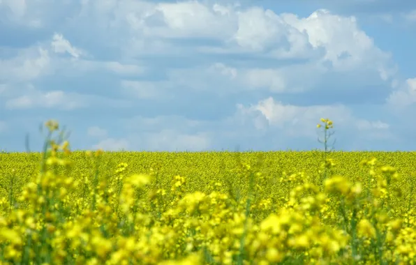 Field, flowers, nature, Wallpaper, landscapes