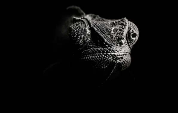 Picture black and white, lizard, Chameleon
