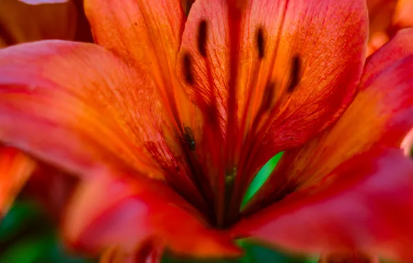Flower, summer, macro, fly