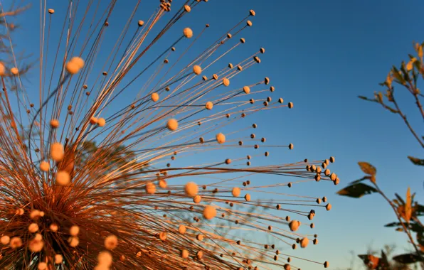 Picture flower, leaves, tree, Closed