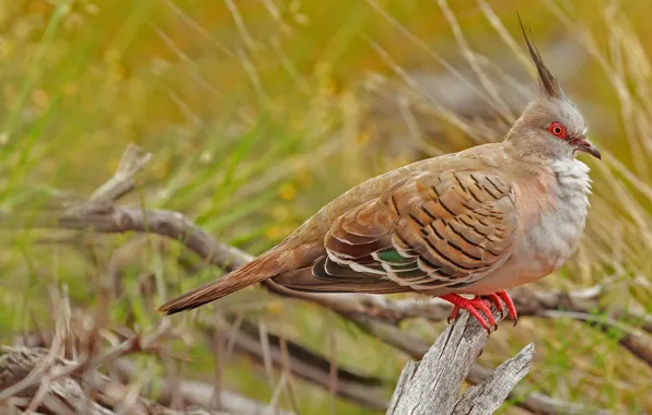 Nature, bird, Australia, Uluru-Kata Tjuta National Park, crested pigeon