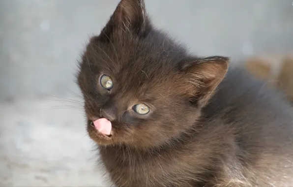 Baby, Cat, cute