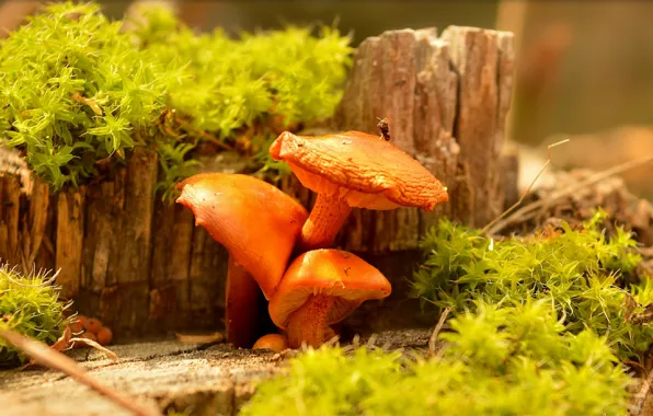 Nature, Mushrooms, Mushrooms