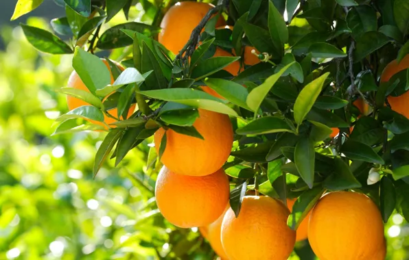 Nature, tree, oranges, fruit, nature, wood, fruits, oranges