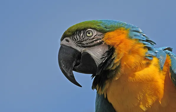 Background, bird, beak, parrot, Blue-and-yellow macaw