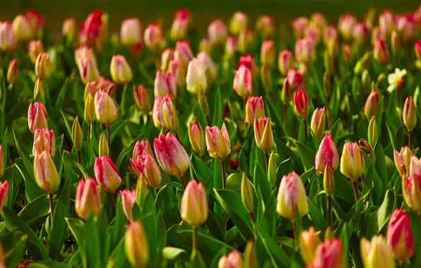 Greens, light, flowers, spring, tulips, striped, a lot, bokeh
