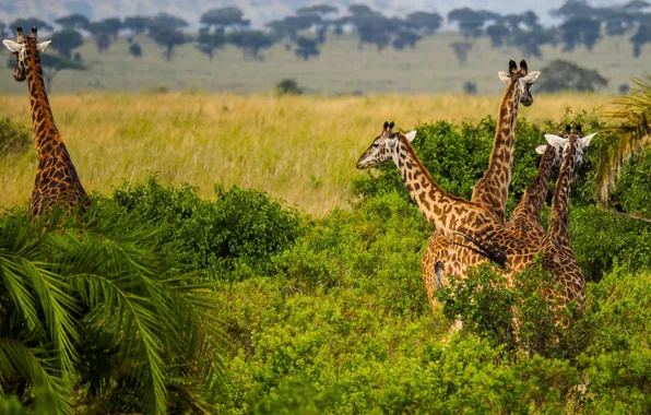 Greens, trees, foliage, giraffe, giraffes, Savannah, Africa, the bushes