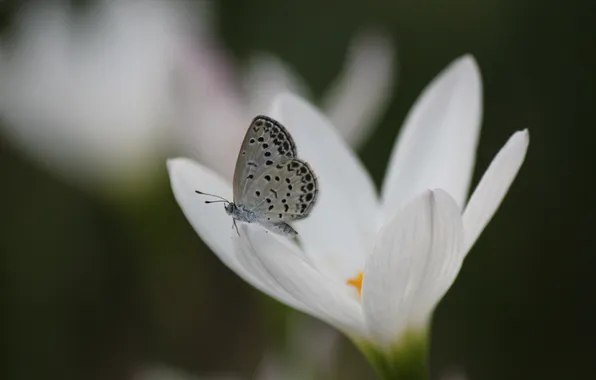 White, flower, butterfly, Krokus