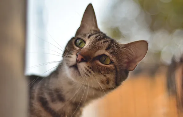 Eyes, cat, mustache, look, background