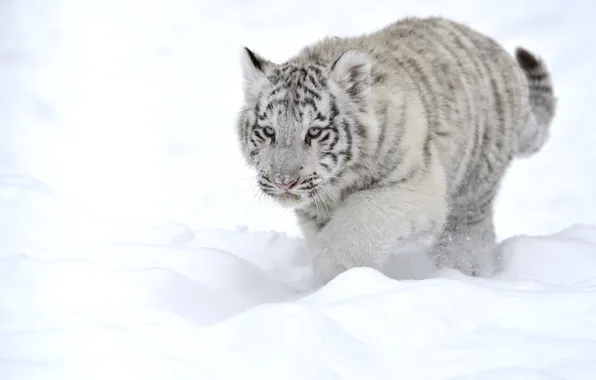 Picture white, snow, tiger, animal, predator