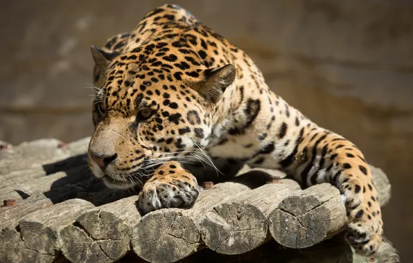 Cat, the sun, stay, Jaguar, log