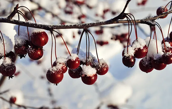 Winter, snow, berries