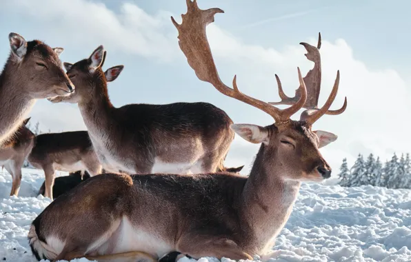 Picture horns, animals, nature, winter, snow, Deer, mammals