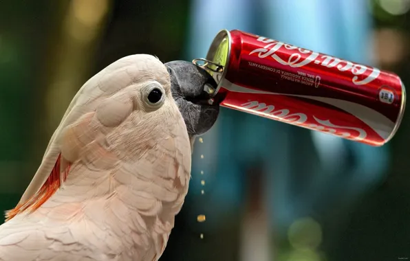 Picture thirst, parrot, Bank, Coca-Cola, Cockatoo