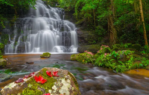 Picture forest, leaves, landscape, flowers, river, rocks, waterfall, summer