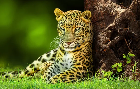 Picture trees, leopard, lies, look, treatment, face, glade, trunk
