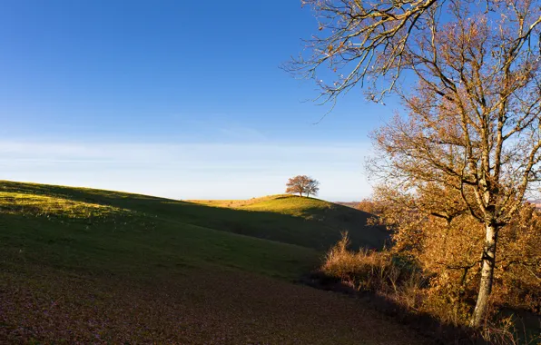Picture field, autumn, the sky, trees, sunset, hills