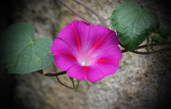 Picture Macro, Bokeh, Bokeh, Macro, Pink flower, Pink flower