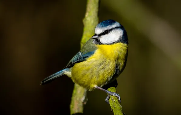 Picture branches, yellow, background, bird, bird, titmouse, tit