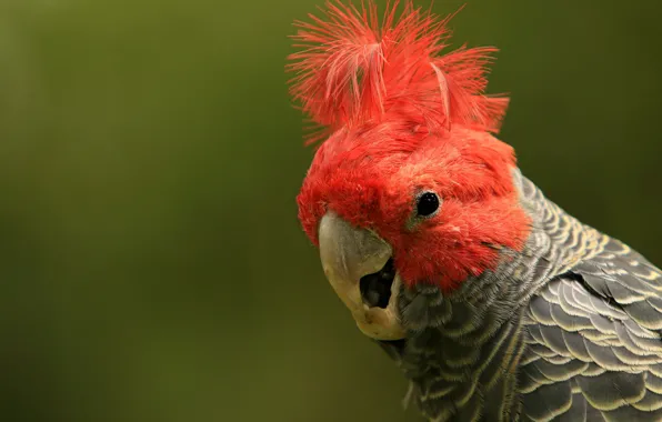 Background, bird, feathers, parrot, crest, Common cockatoo