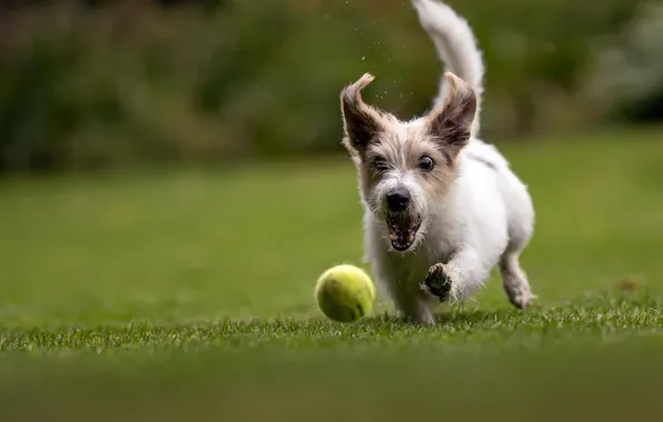 The game, the ball, dog