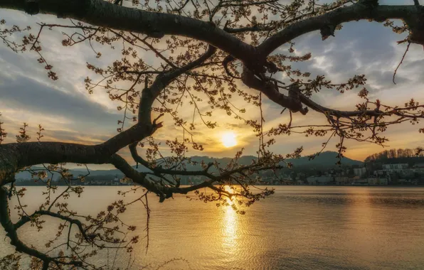 The sky, water, the sun, clouds, sunset, flowers, mountains, branches